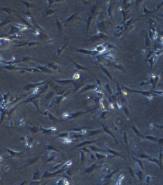 Synova Life Sciences